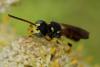 Cerceris flavilabris